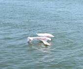 Filename=plan-flip-DSC_7992.jpg
Filesize=214KiB
Dimensions=1290x1080
Date added=May 25, 2021 plan-flip-DSC_7992.jpg